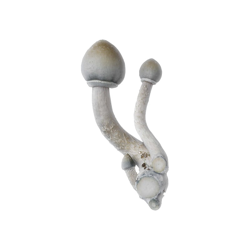 SporesMD ALBINO A+ Mushroom Liquid Culture (10ml)