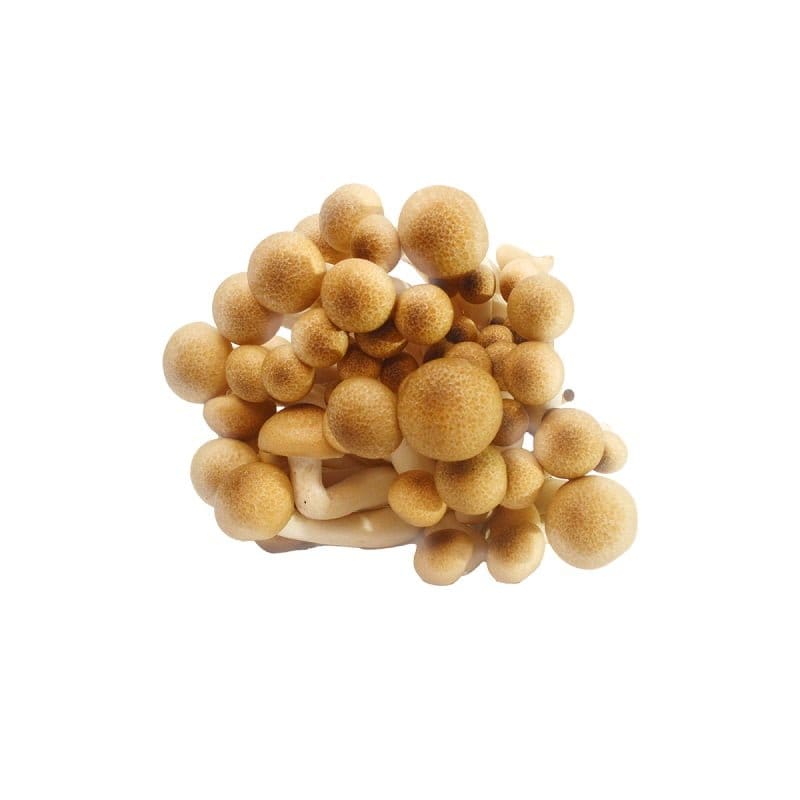 SporesMD Orissa India Mushroom Liquid Culture (10ml)