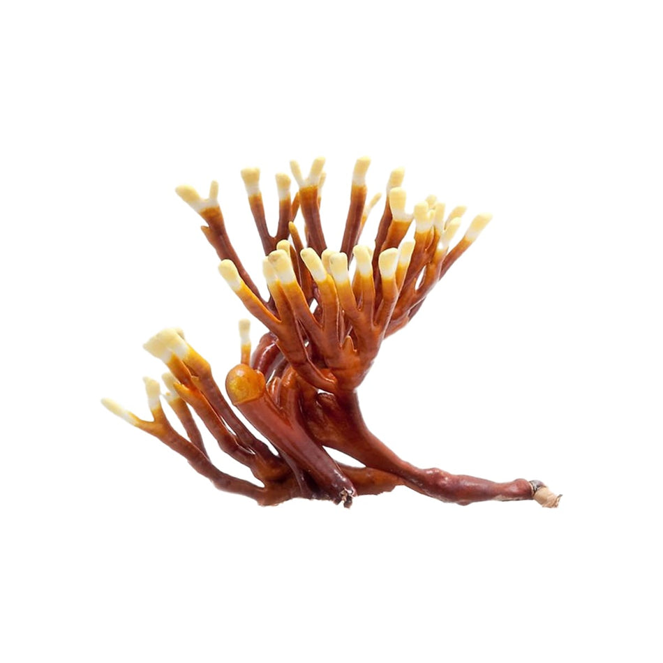 SporesMD Antler Reishi Organic Mushroom Liquid Culture Syringe (10ml)