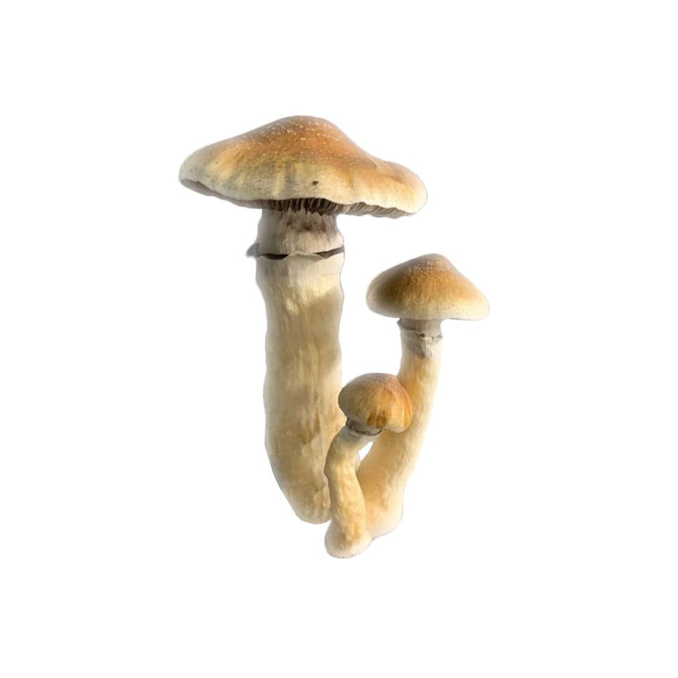 SporesMD Tidal Wave Mushroom Liquid Culture (10ml)