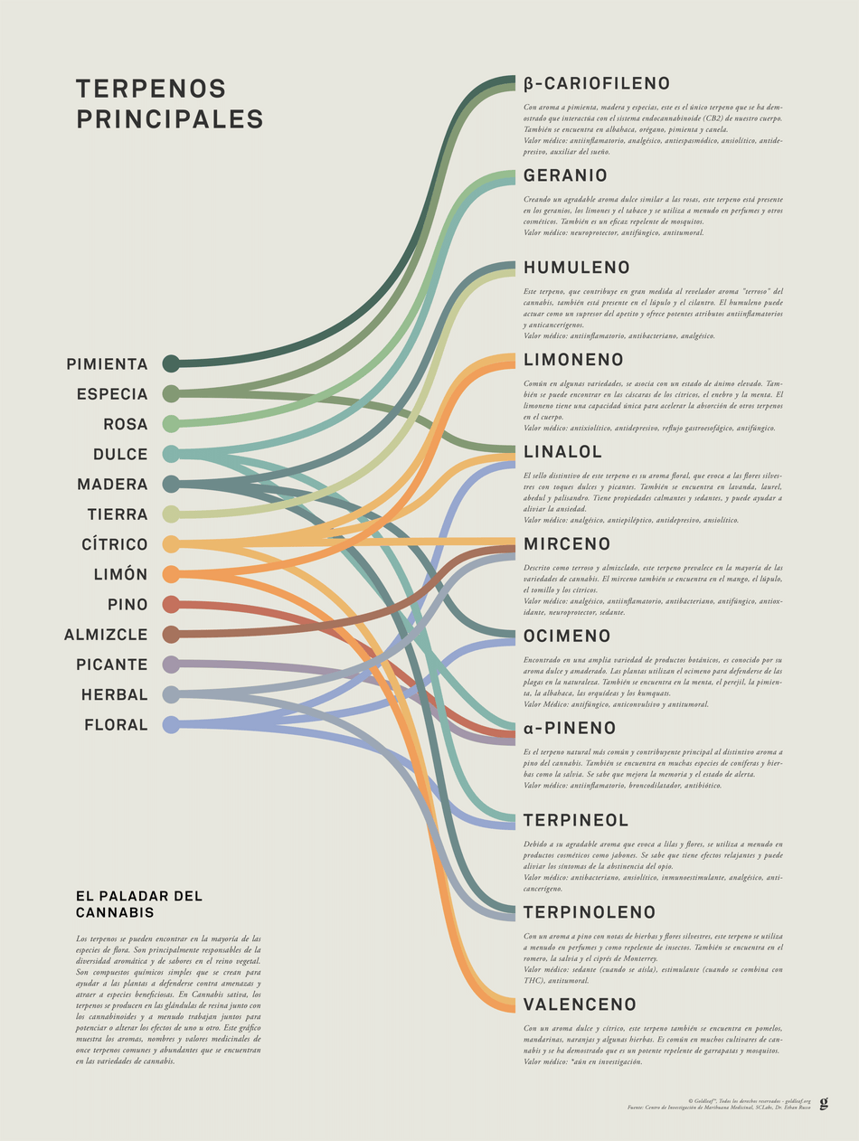 GoldLeaf Impresión Infográfica de Terpenos
