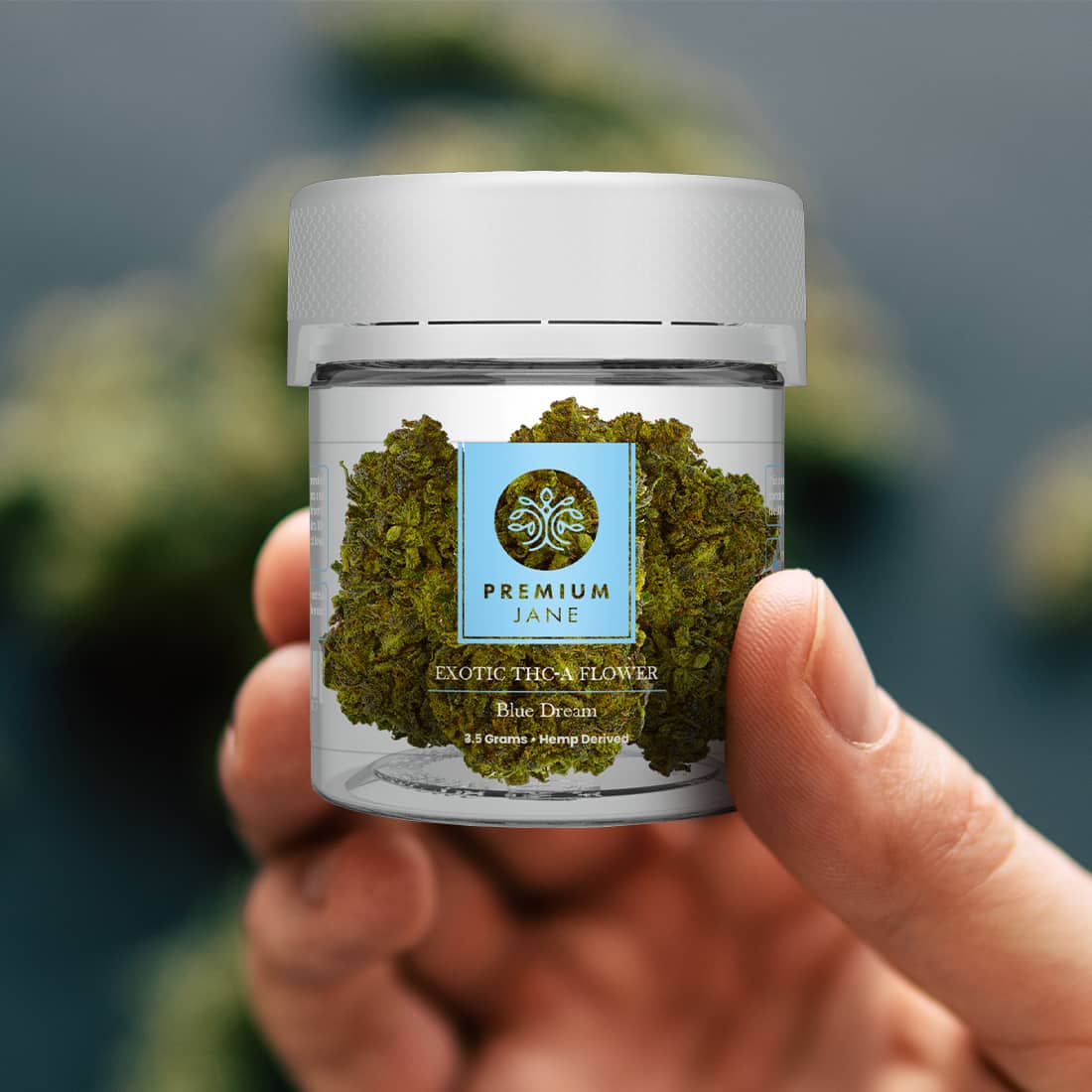 Premium Jane Blue Dream THCA Flower, 3.5g Best Sales Price - CBD